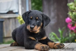 Beauceron štěňata s PP